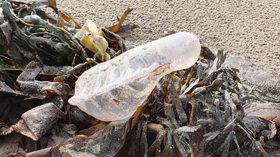 Portuguese man o'war