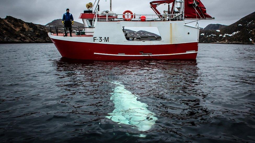 Hvaldimir swims near a boat off Norway's coast