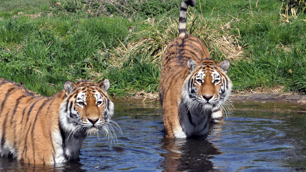 Siberian Tigers cooling off in water at Woburn Safari Park