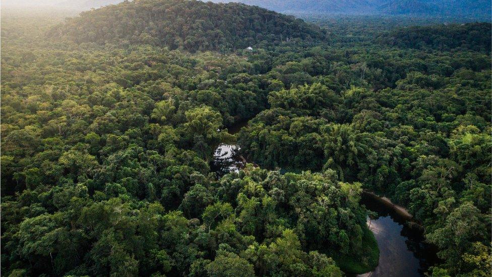 Aerial view of the Atlantic Forest in Brazil