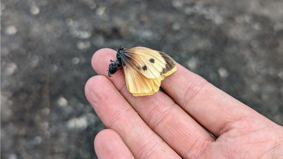 Burnt butterfly