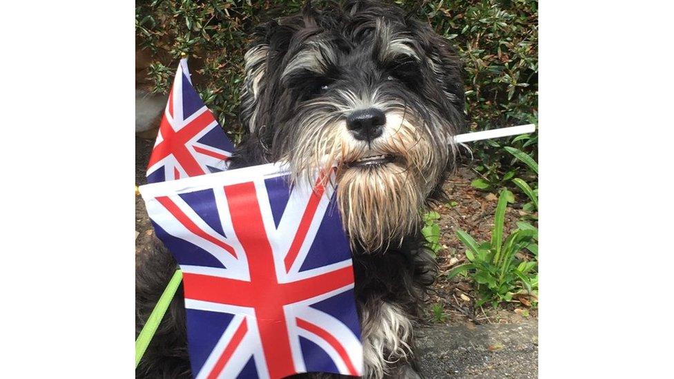 Dog on VE Day