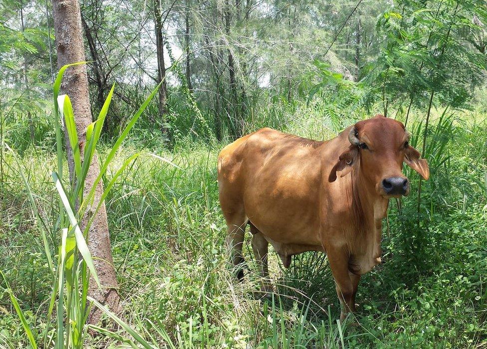 Coney Island cow