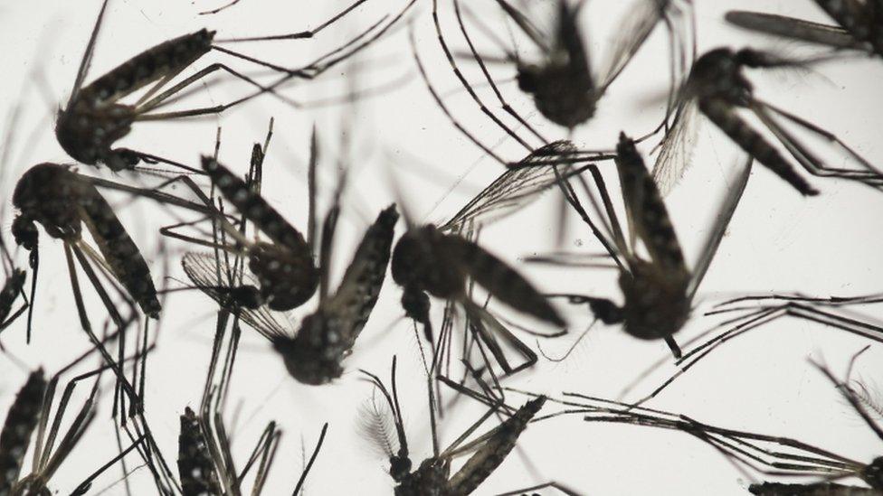 Aedes aegypti mosquitoes