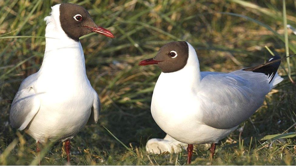 Black-headed gulls