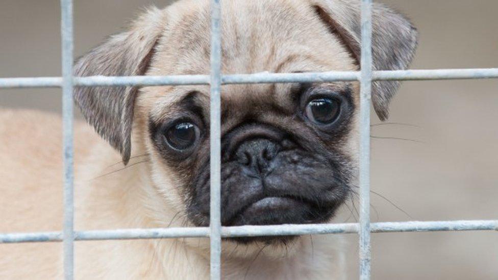 Quarantined pug