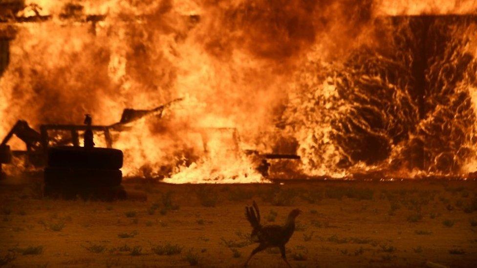 The Bluecut fire engulfs a chicken coop in San Bernardino