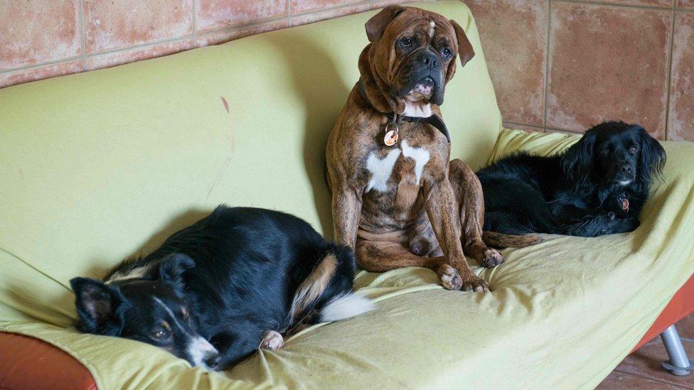 Dogs sitting on sofa