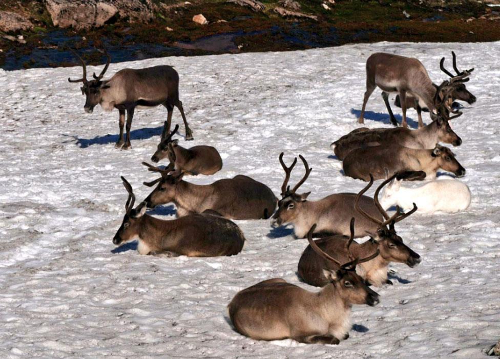 Reindeer on snow patch in Cairngorms