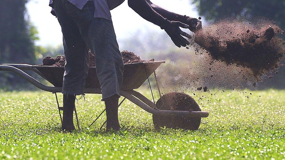 A Sri Lankan farmer applies fertilizer at a vegetable plantation in Horana South outside the Sri Lankan capital Colombo on October 25, 2017.