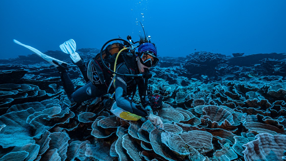 A researcher takes a small sample from the newly discovered coral reef