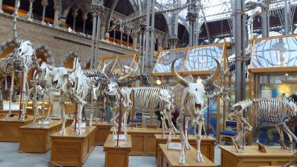 Skeletons at the Natural History Museum in Oxford