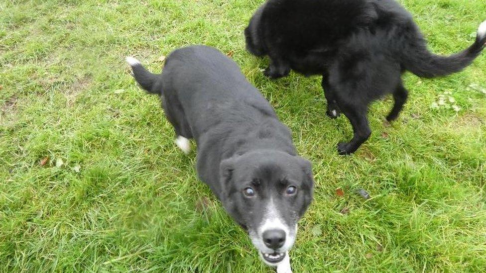 Bess-the-border-collie.