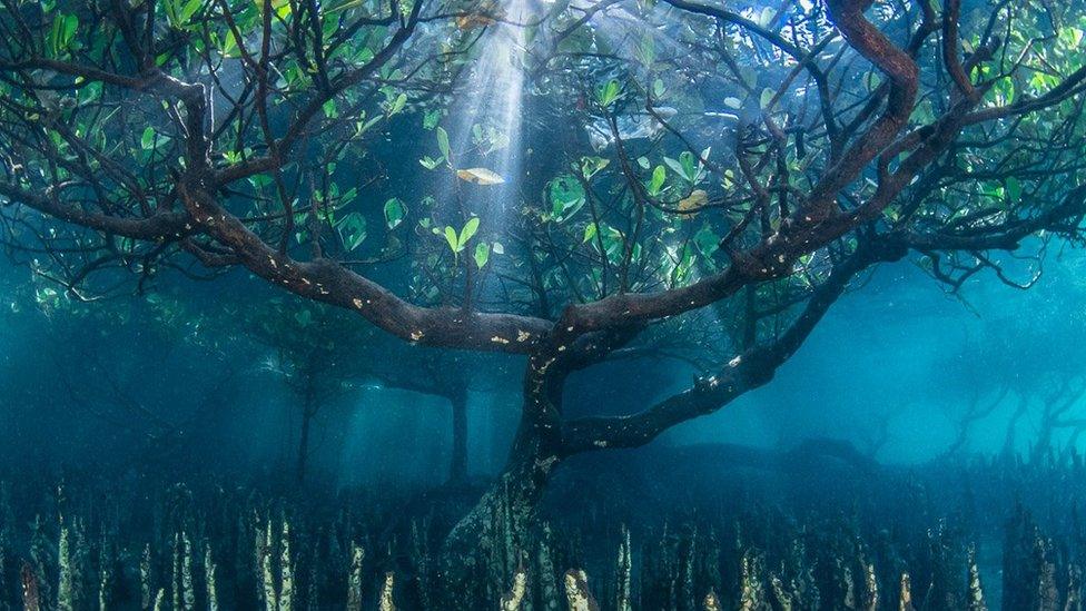 Underwater roots of a mangrove tree at the Bunaken National Marine Park, Sulawesi Island, Indonesia