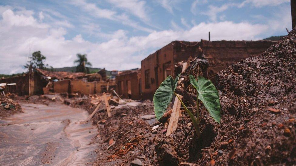 A taioba plant (arrowleaf elephant ear) grows on a mud hill in a street Bento Rodrigues