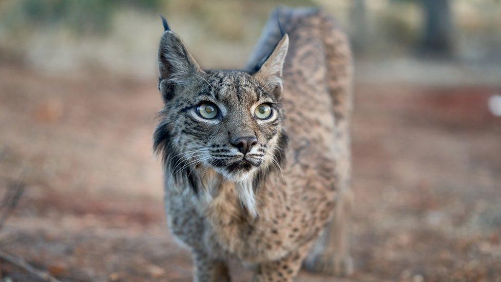 Iberian lynx