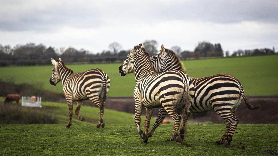 Zebras at Jimmy's Farm