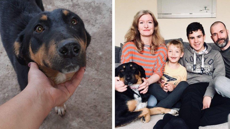 Rescue dog before (r) and now with new family in UK (l)