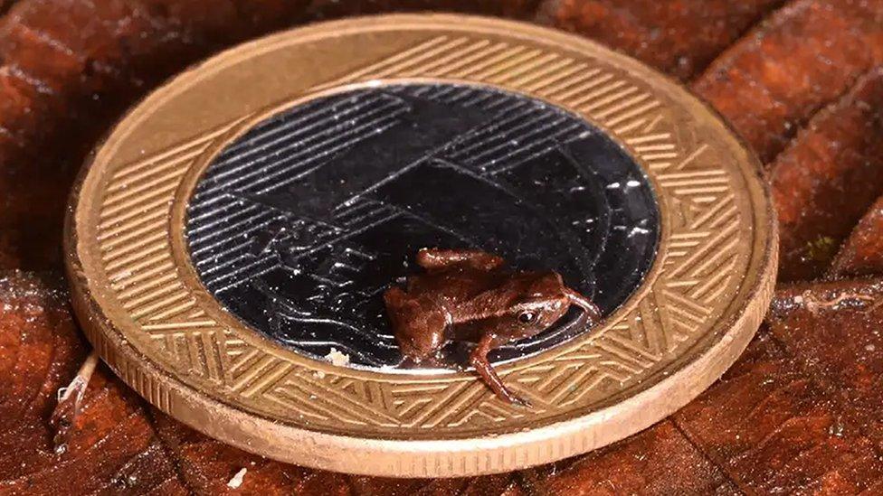 tiny frog on a coin, to scale