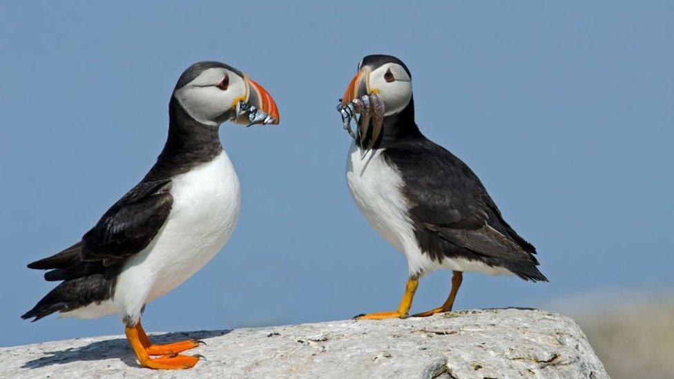 puffins.