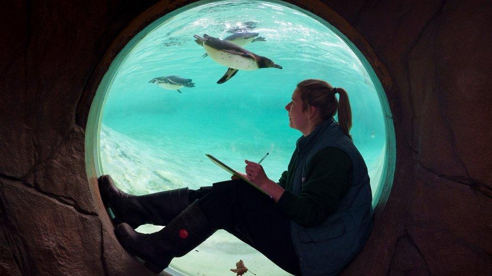 Zookeeper sits in window counting penguins