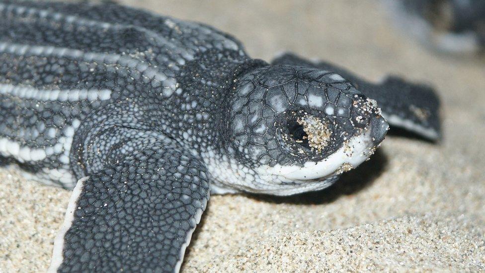 Leatherback turtle