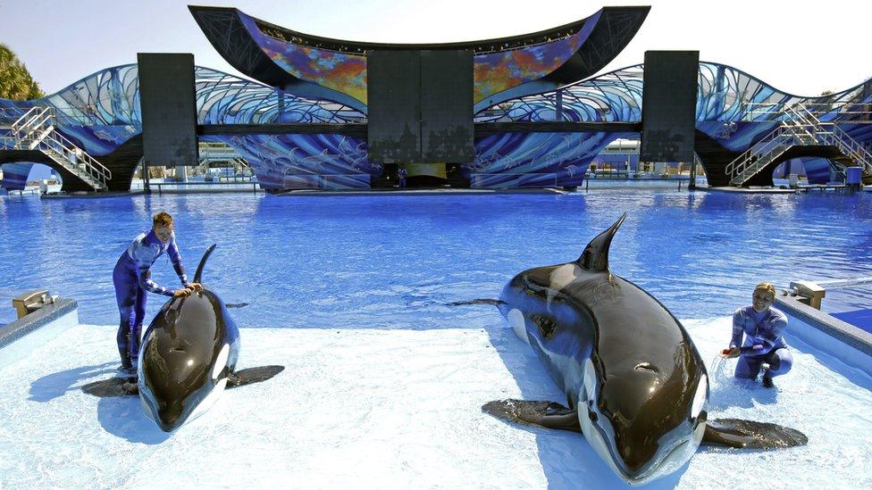 Orcas at SeaWorld