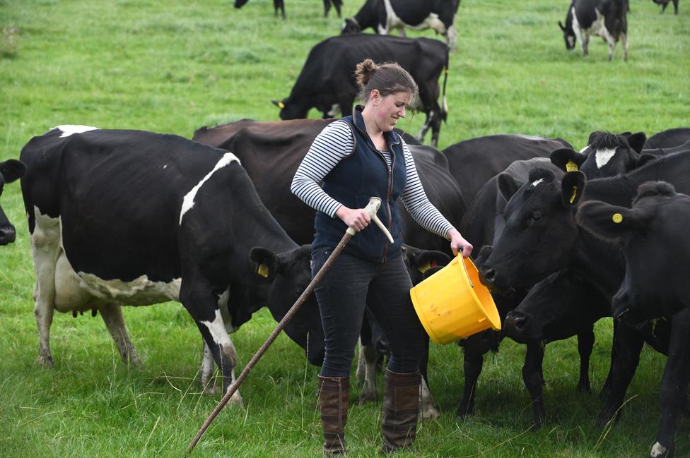 Liz Haines feeds her cows