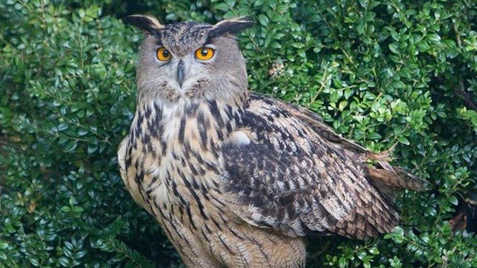 Eagle owl