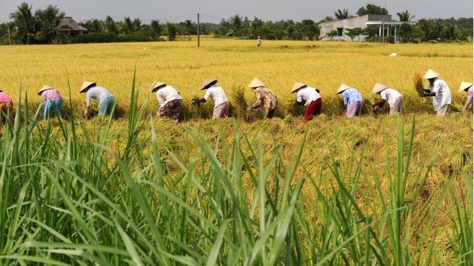 Women harvesting rice in the Mekong Delta, on 13 December 2013