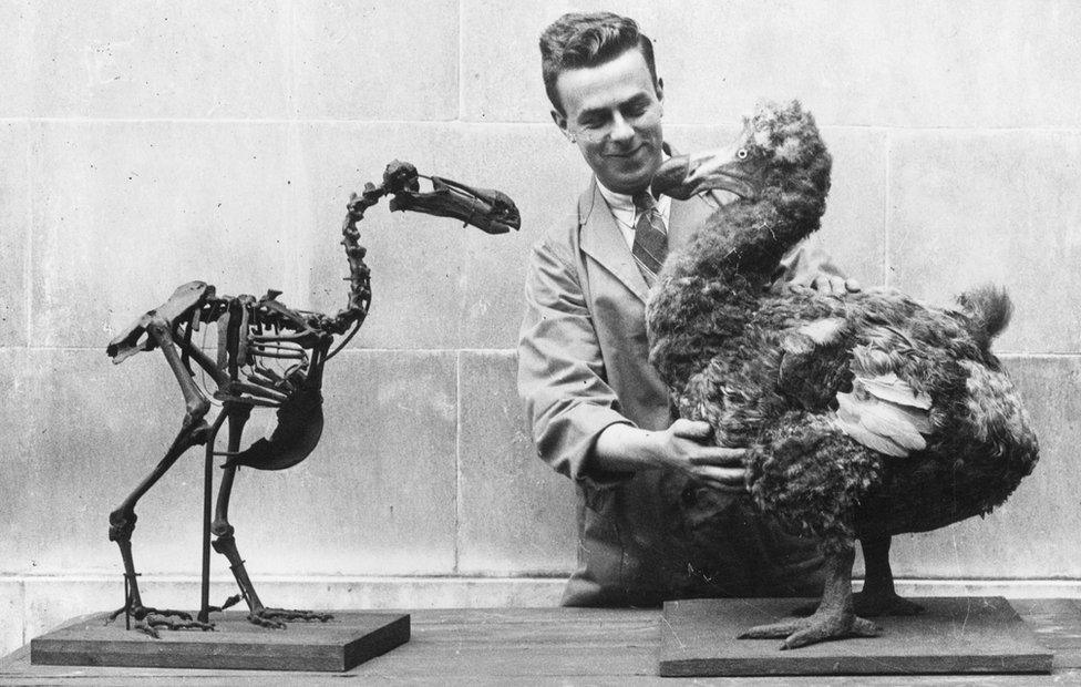 Dodo skeleton and model at National Museum of Wales in 1930s