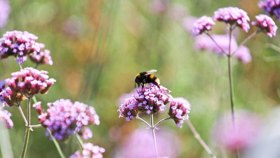 Bee on a flower