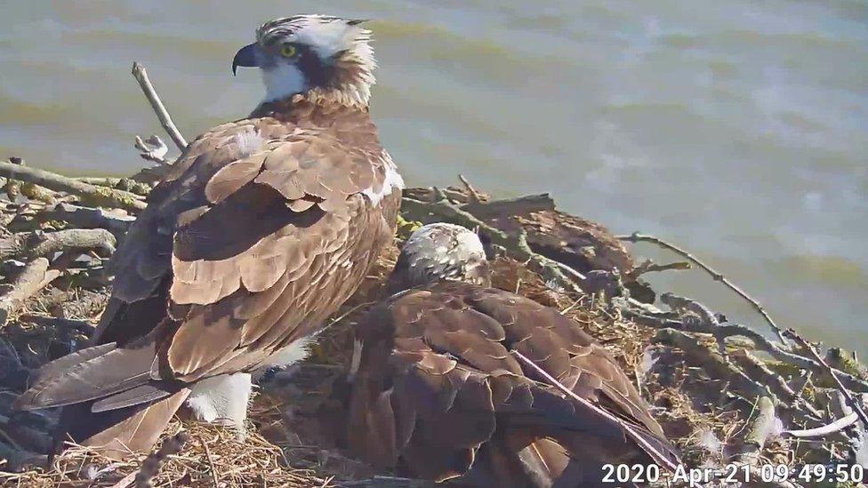 Osprey pair Maya and 33(11)