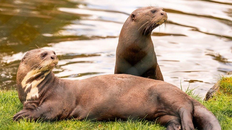 Two giant otters relax on the edge of the water