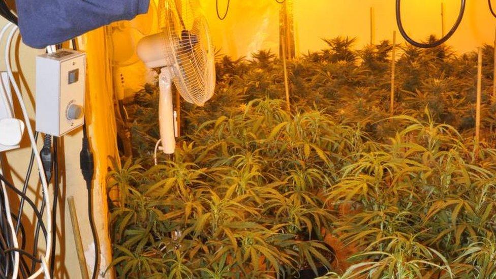 Cannabis farm