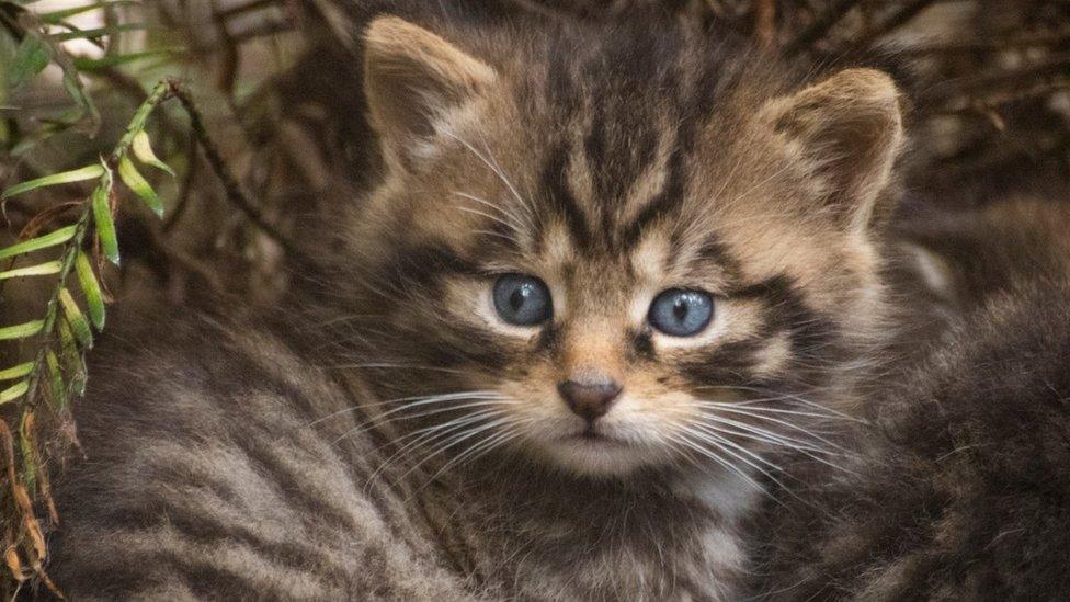 Wildcat kitten