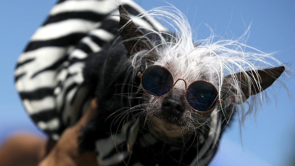 A dog named Rascal posing before the World's Ugliest Dog competition in black sunglasses