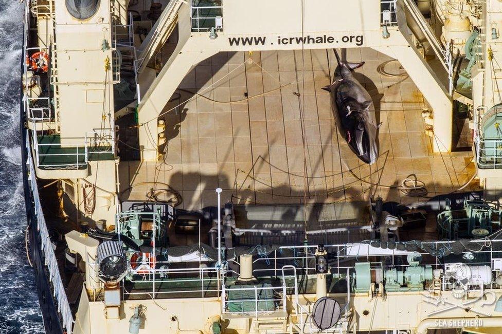 A photo released by Sea Shepherd in January of a whale on a ship