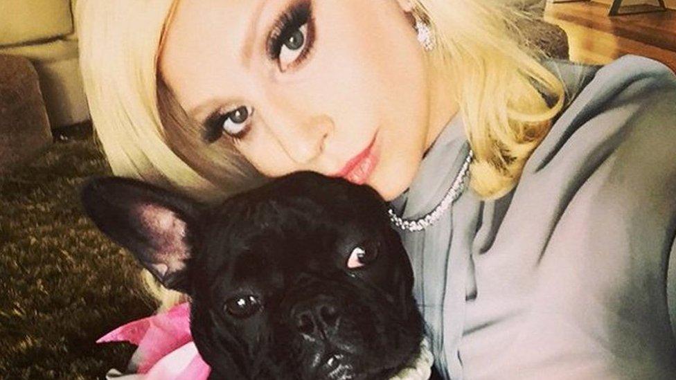 Lady Gaga and her bulldog, Miss Asia