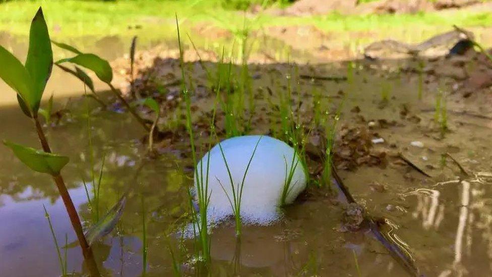 Frogs nest by a pond