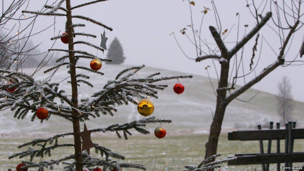 Turn your Christmas tree into a plant for the garden or a local park