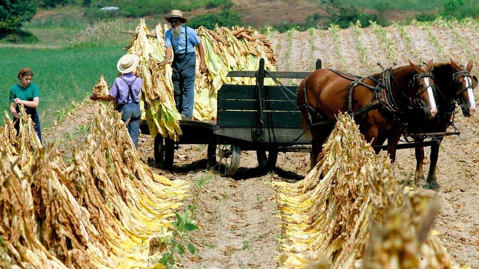 Amish people load freshly cut tobacco leaves on to a wagon August 29, 2006 in Hughesville, Maryland