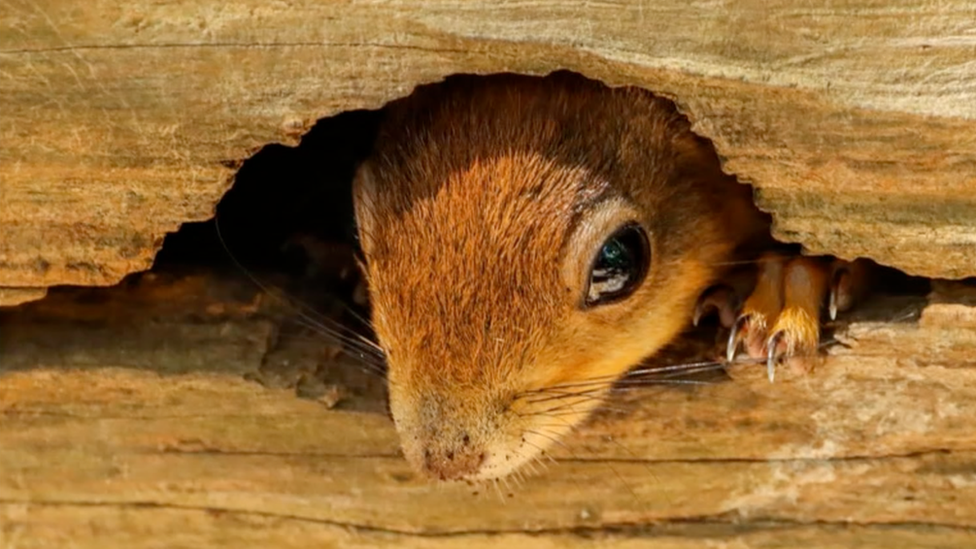 Red squirrel in Llangefni