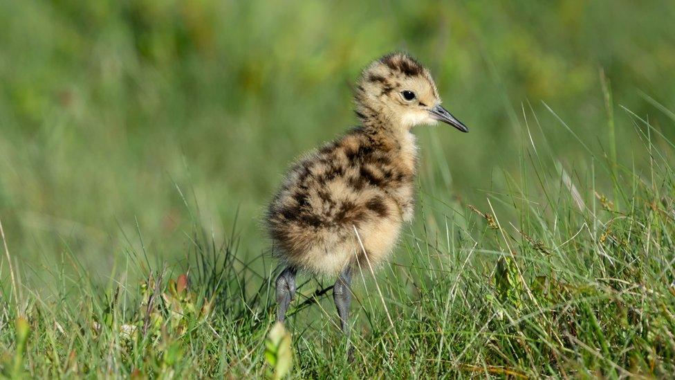 Curlew chick