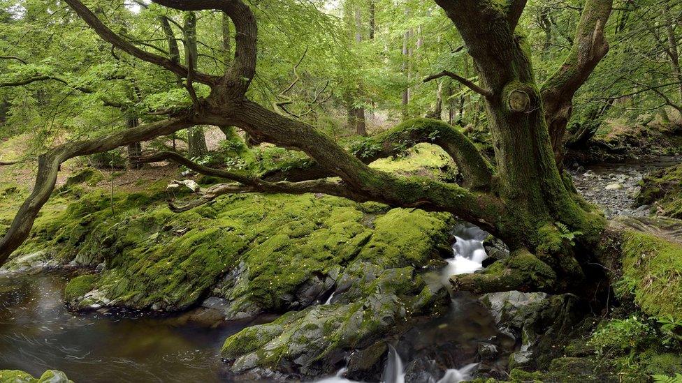 Tollymore Forest Park