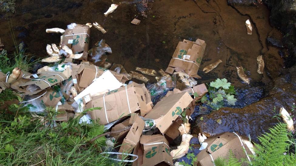 boxes of rotting calfs' legs