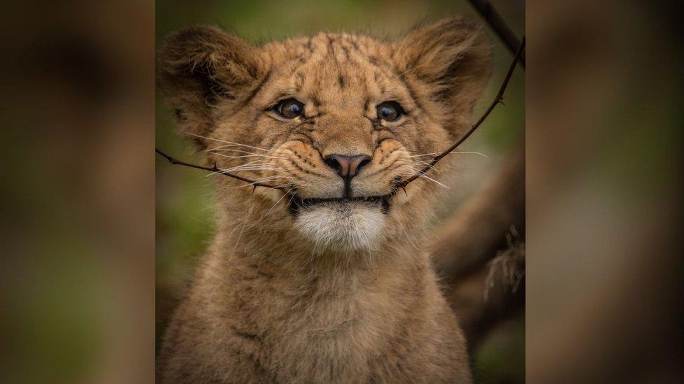 Lion cub biting a branch