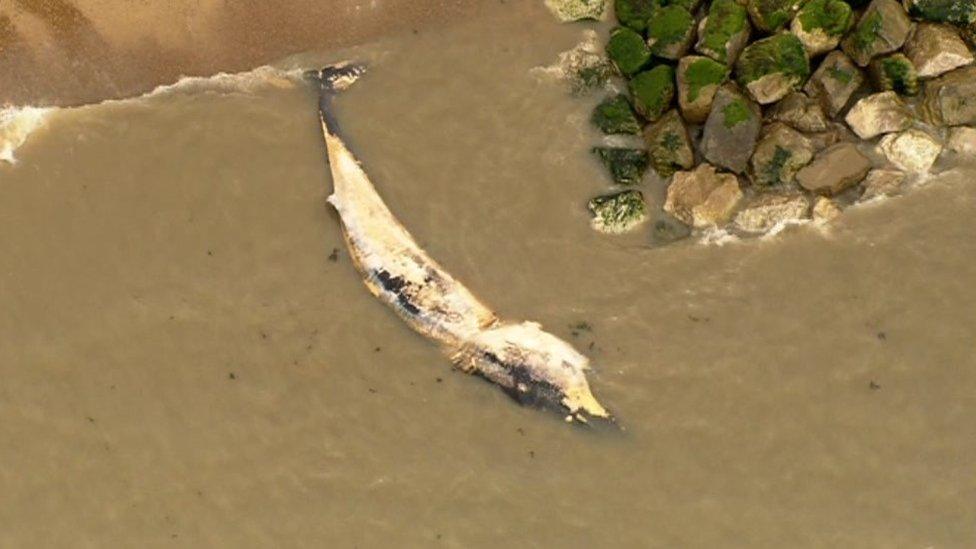 Aerial shot of whale on Felixstowe beach