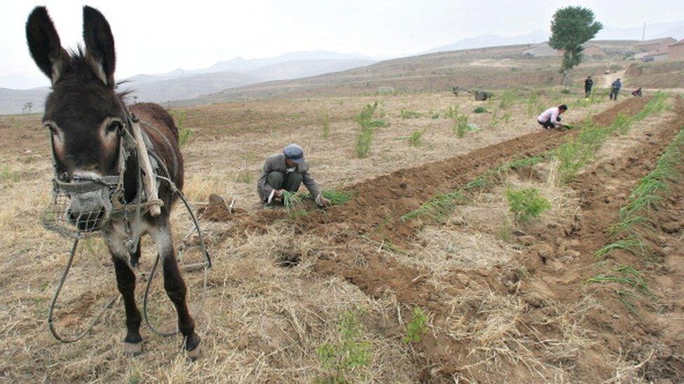 Donkey at work in Hebei province, northern China