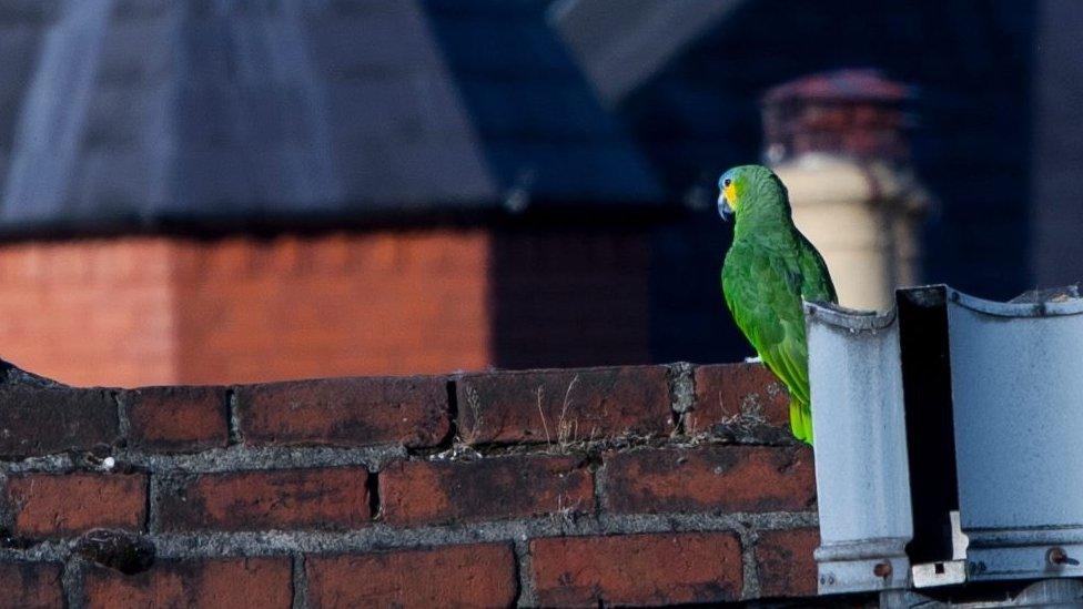 Robbie the on the rooftops in Usk after he escaped